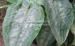 Schismatoglottis-picta-curly-leaf-750-
