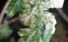 Selaginella-sp-variegata-25-e1457792587714