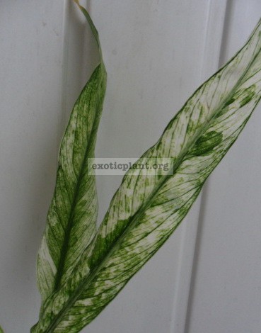 Spathiphyllum-Angel-Baby5-15-1-1