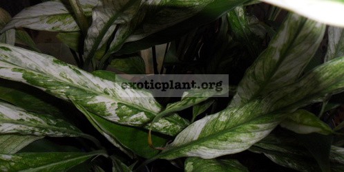 Spathiphyllum-Angel-Baby5-15