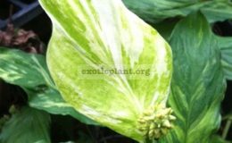Spathiphyllum-Manua-Loa-White-variegated-30-