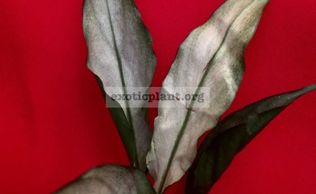 Spathiphyllum-blandum-‘Spilt-Milk’-narrow-leave-clone-1500-sample-