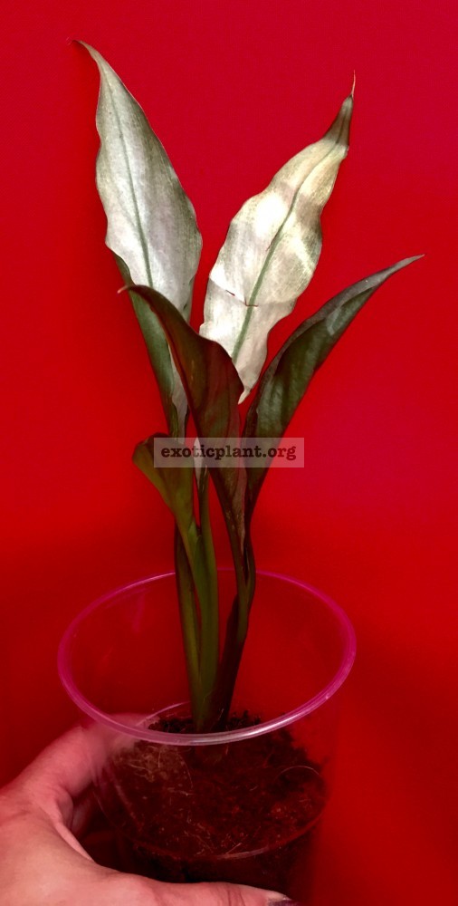 Spathiphyllum-blandum-‘Spilt-Milk’-narrow-leave-clone-1500-sample