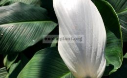 Spathiphyllum-cannifolium-