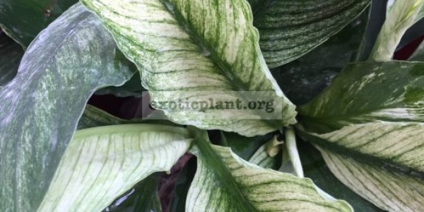 Spathiphyllum-cannifolium-White-variegated-