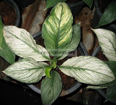 Spathiphyllum-cannifolium-white-variegated