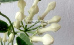 Stephanotis-floribunda-‘Alpine’-stephanotis-floribundum-variegated-1-1