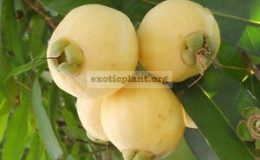 Syzygium-jambos