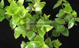 Syzygium-paniculatum-heart-leaf-35