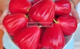 Syzygium-samarangense-Taiwan-Red-40-The-fruit-has-a-sweet-taste-with-crispy-flesh.-The-special-character-is-the-flesh-has-a-smell-like-Strawberry