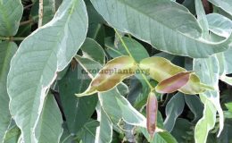 Syzygium-samarangense-white-margin-30
