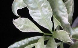 Tabernaemontana-divaricata-Silver-leaf