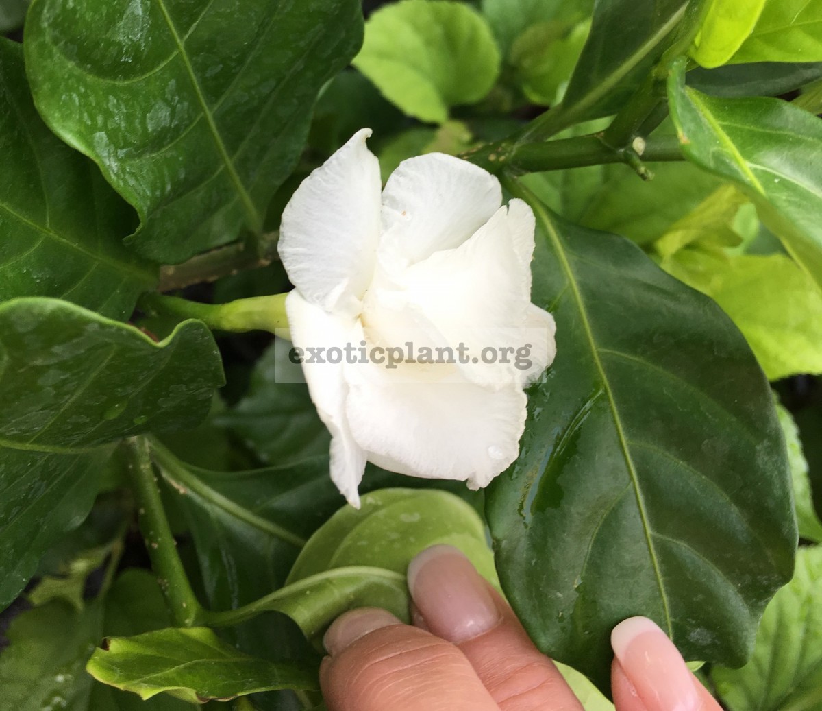 Tabernaemontana divaricata White Rose 25