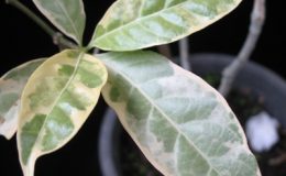 Tabernaemontana-divaricata-cream-margin-leaf-Philippine-