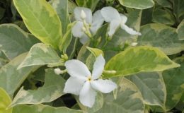 Tabernaemontana-divaricata-white-margin-leaf