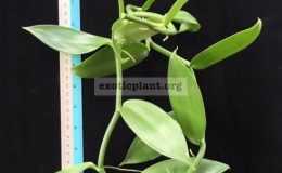 Vanilla-planifolia-green-leaf-10