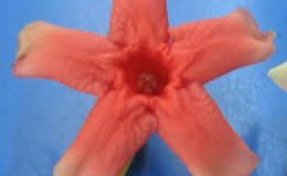 Wrightia-dubia-red-flower-