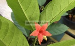 Wrightia-dubia-red-flower-30
