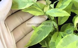 Wrightia-religiosa-yellow-variegated-double-flowers-grafted-60-