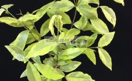 Wrightia-religiosa-yellow-variegated-double-flowers-grafted-60
