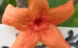 Wrightia-sp.orange-flower-Chanthaburi-Thailand