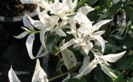 Wrightia-sp.white-variegated