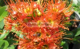 Xanthostemon-T01-orange-flower