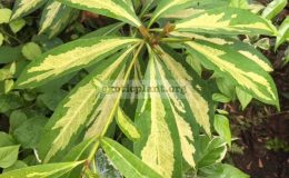 Xanthostemon-chrysanthus-variegated-yellow-flower-50