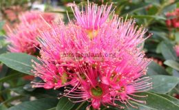Xanthostemon-sp.T02-pink-flower-