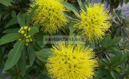 Xanthostemon-yellow-flower