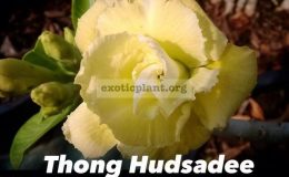 adenium-Thong-Hudsadee