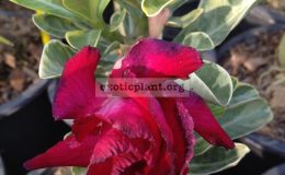 adenium-Thong-Nop-Pa-Kao-triple-red-flower-yellow-variegated-leave-