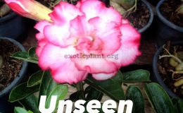 adenium-Unseen-Thailand-