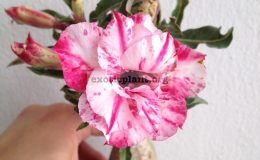 adenium-crispum-Serona-800-