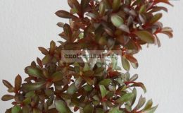 adenium-dwarf-purple-mini-leaves-
