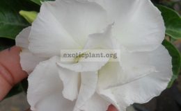adenium-white-rose