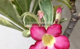 adenium-white-variegated-simple-pink-flower-