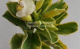 adenium-yellow-variegated-white-flower-