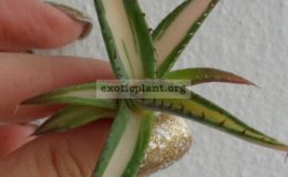 agave-guingola-mediovariegated-35