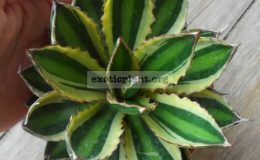 agave-lophantha-quadricolor-30