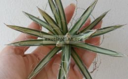 agave-parviflora-white-mediovariegated-450