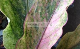 anthurium-Black-Dragon-pink-variegated-S-140-растение-меньше-чем-на-фото-