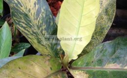 anthurium-Black-Dragon-variegated-взрослое-растение