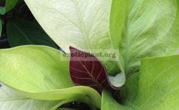 anthurium-Golden-Jemanii-purple-top-взрослое-растение-к-продаже-маленькое-растение-10-см-высотой-3-листа-anthurium-Golden-Jemanii-purple-top-S-44-1