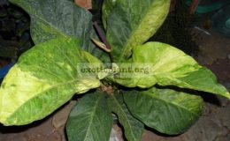 anthurium-hookeri-variegata-пример-взрослого-растения