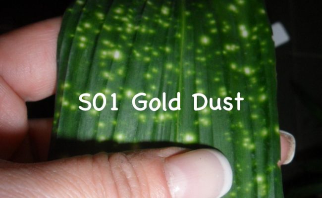 aspidistra-S01-Gold-Dust-