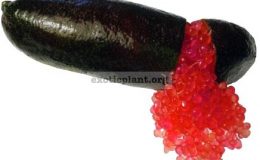 australian-finger-lime-Crimson-Tide-23-40