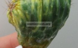 cereus-monstrosa-variegated-25