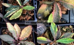 euphorbia-francoisii-crassicaulis-rubrifolia-hybrid-cutting-250