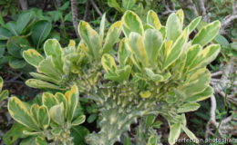 euphorbia-neriifolia-var